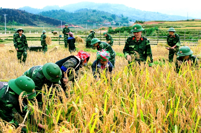 Bộ đội giúp đồng bào gặt lúa _Ảnh: Tư liệu