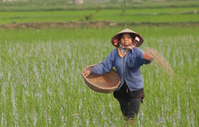 Chăm sóc lúa Xuân tại Hợp tác xã sản xuất nông nghiệp Đoàn Kết, xã Phương Tú, huyện Ứng Hòa, Hà Nội. (Ảnh: Hoàng Hiếu/TTXVN)