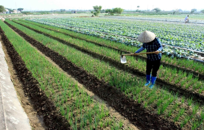 Thành viên của Hợp tác xã Dịch vụ nông nghiệp xã Quỳnh Hải, huyện Quỳnh Phụ, Thái Bình chăm sóc cây màu vụ Đông. (Ảnh: Thế Duyệt/TTXVN)