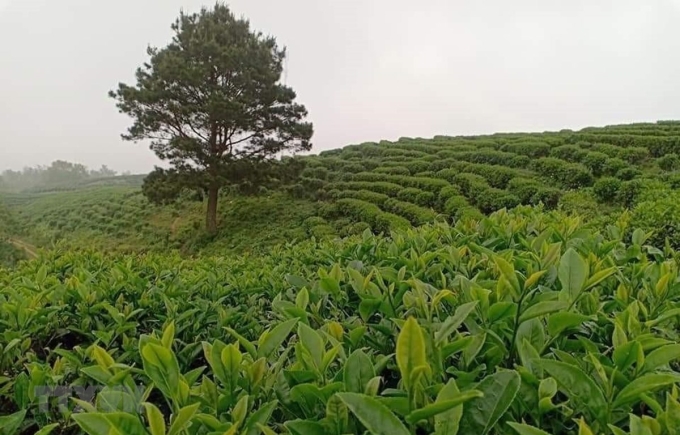 Nhờ áp dụng công nghệ cao, trang trại trồng chè của Công ty TNHH Kolia (Cao Bằng) cho chất lượng và hiệu quả cao. (Ảnh: TTXVN phát)