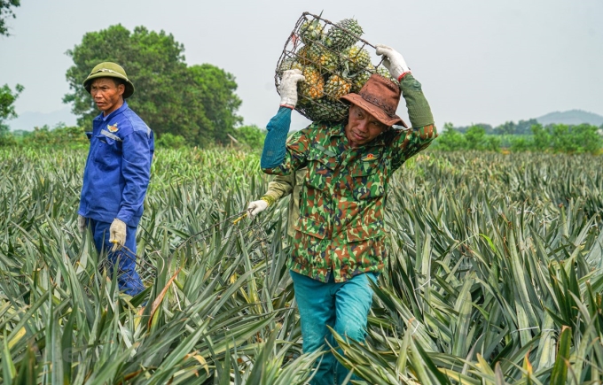 Ảnh minh hoạ (Ảnh: Lâm Phan/Vietnam+)