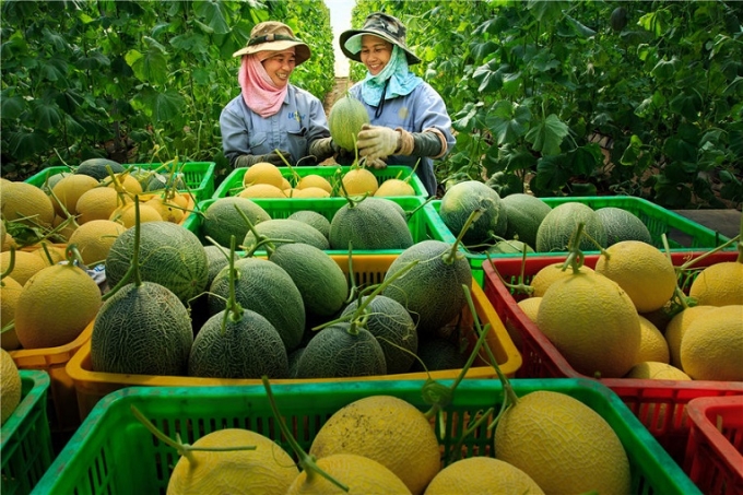 Phát triển hợp tác xã nông nghiệp ở Việt Nam là phù hợp với xu thế chung của nền sản xuất nông nghiệp hàng hóa lớn, hiện đại. (Ảnh minh họa: vapa.org.vn)