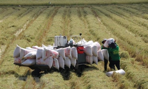 Đề xuất sửa đổi Nghị định 107 về kinh doanh xuất khẩu gạo