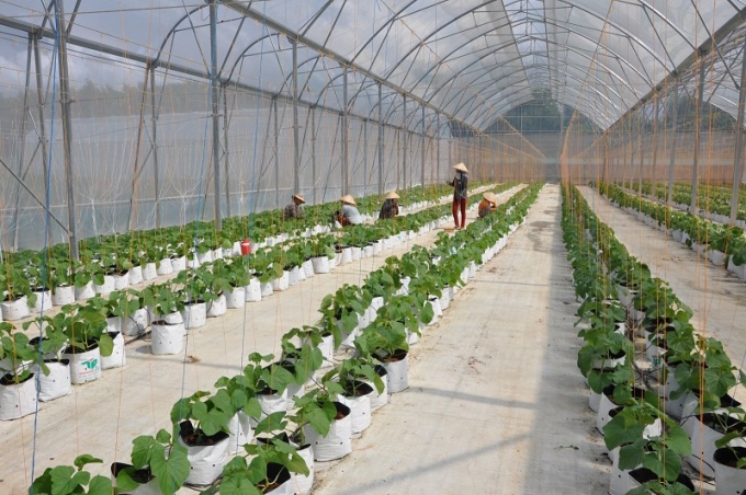 Mô hình trồng dưa lưới công nghệ cao tại xã An Bình, huyện Châu Thành