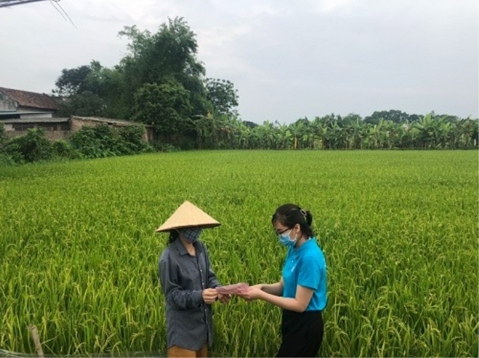 Cán bộ BHXH thị xã Phú Thọ tuyên truyền chính sách BHXH tới người nông dân đang chuẩn bị thu hoạch mùa vàng bội thu. (Ảnh BHXH thị xã Phú Thọ)