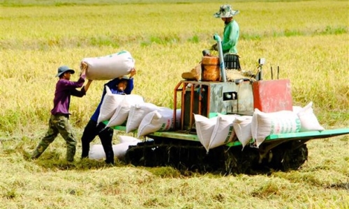 Ngành nông nghiệp với mục tiêu về an ninh lương thực và xuất khẩu