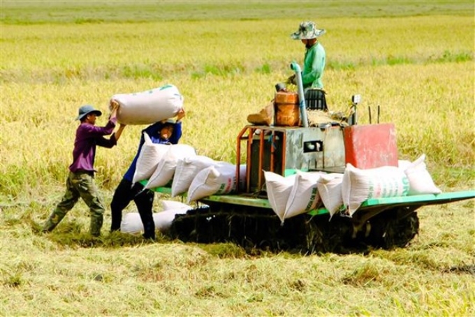 Thu hoạch lúa ở quận Ô Môn, thành phố Cần Thơ. Ảnh tư liệu: Thanh Liêm/TTXVN