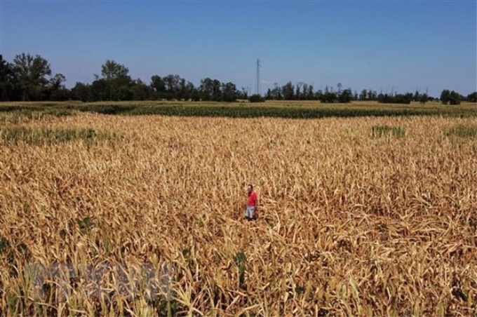 Cánh đồng lúa mì bị khô héo do hạn hán tại Occhiobello, Italy, ngày 11/7/2022. (Ảnh: AFP/TTXVN)