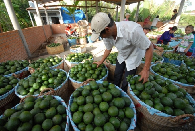 Ba năm gần đây, nhờ trồng cam sành, nhiều nông dân xã Đông Phước, Châu Thành, Hậu Giang đã trở thành tỷ phú với mức thu nhập cao nhất trong tỉnh.
