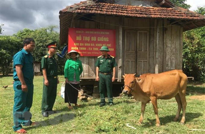 Ban Chỉ huy Quân sự huyện Sông Hinh triển khai chương trình tặng bò giống cho đồng bào dân tộc thiểu số, góp phần cùng địa phương giảm nghèo bền vững. (Ảnh: TTXVN)