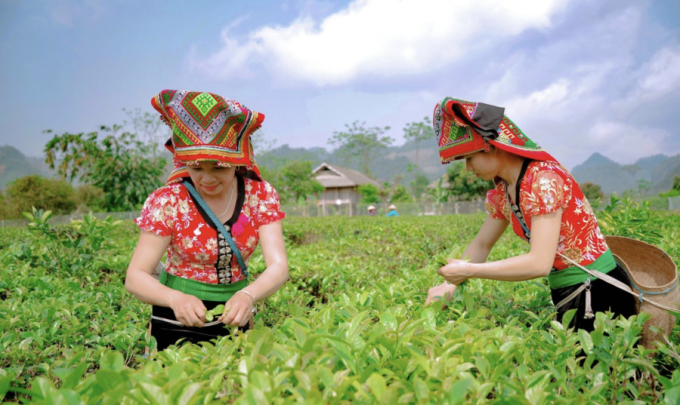 Chè Tân Cương là một trong số các sản phẩm nông sản của việt Nam đã từng bước chiếm lĩnh thị trường và vươn tầm thế giới sau khi được bảo hộ chỉ dẫn địa lý và xây dựng thương hiệu bài bản.