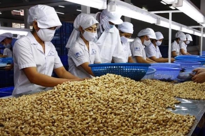 Ngành điều Việt Nam vẫn giữ vị trí số 1 thế giới về sản lượng điều nhân xuất khẩu.