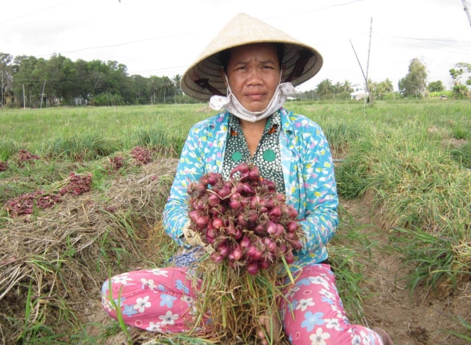 Chị Lâm Thị Sươl, ở ấp Cà Lăng A Biển, phường 2, thị xã Vĩnh Châu, tỉnh Sóc Trăng thu hoạch củ hành, từ khi được địa phương tạo điều kiện để tiếp cận các nguồn vốn vay chính sách ưu đãi theo Nghị định số 28/2022/NĐ-CP. Ảnh: Gia Uyên