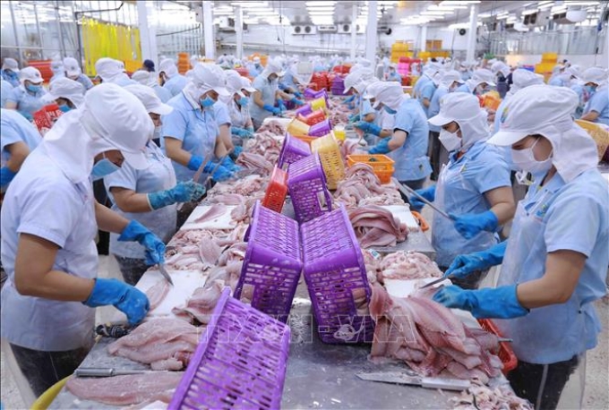 Chế biến cá tra và cá ba sa xuất khẩu tại Công ty Navico Nam Việt (NAVICO) ở TP Long Xuyên (An Giang). Ảnh (tư liệu): Vũ Sinh/TTXVN