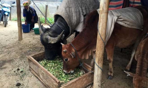 Chủ động phòng tránh rét cho gia súc, vật nuôi ở Yên Bái