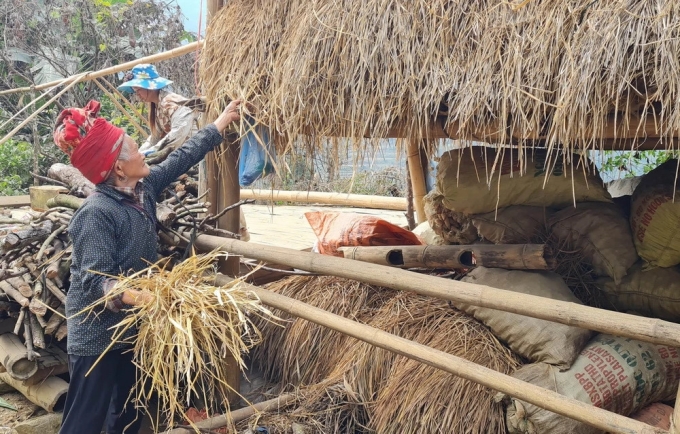 Người dân các huyện vùng cao Lạng Sơn ủ rơm, che bạt tránh gió, tích trữ lương thực cho vật nuôi, gia súc trong mùa giá rét.