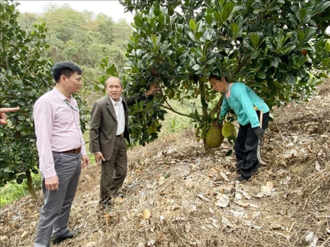 Nhờ vốn vay theo Nghị định số 28/2022/NĐ-CP, các hộ dân ở huyện Phong Thổ, tỉnh Lai Châu chuyển đổi diện tích đất kém hiệu quả sang trồng cây ăn quả. Ảnh: Việt Hoàng/TTXVN