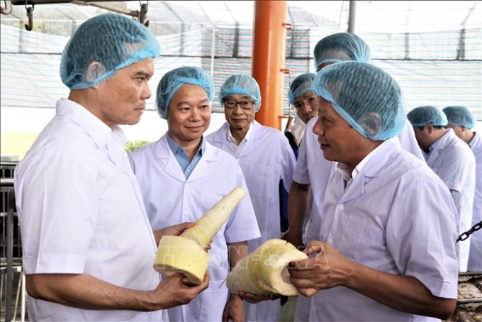 Phó Thủ tướng Trần Lưu Quang thăm khu thu mua và chế biến măng của công ty Yamazaky Việt Nam tại huyện Trấn Yên.