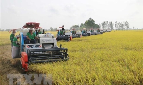 Đảm bảo bình ổn thị trường gạo ở Thành phố Hồ Chí Minh