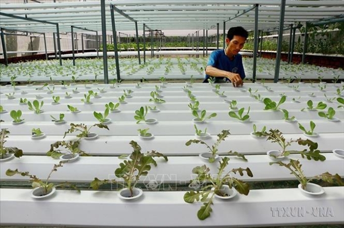 Mô hình khởi nghiệp sản xuất rau sạch trồng theo thủy canh, quản lý bằng smartphone để điều khiển hệ thống tưới tự động cho thu nhập ổn định của một thanh niên ở khu phố Tân Trà, phường Tân Bình, thành phố Đồng Xoài (Bình Phước). Ảnh: Dương Chí Tưởng/TTXVN