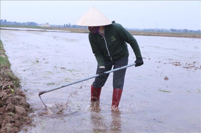 Người dân xã Nghĩa An, huyện Nam Trực, tỉnh Nam Định làm bờ ruộng để chuẩn bị gieo cấy vụ Xuân. Ảnh: Công Luật/TTXVN