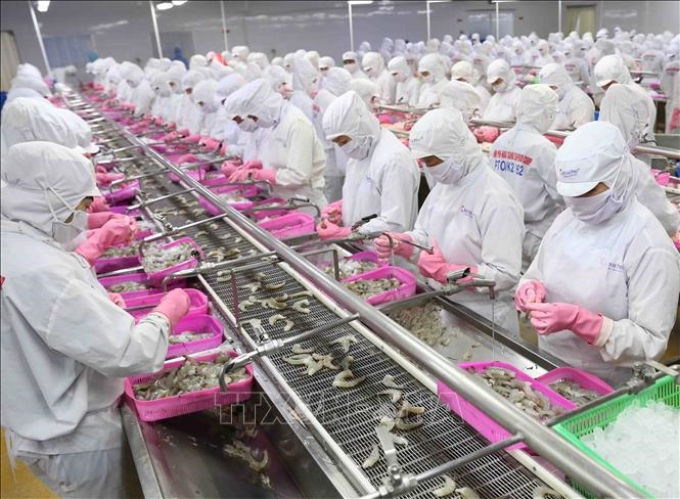 Dây chuyền chế biến sản phẩm tôm xuất khẩu tại nhà máy của Tập đoàn Thủy sản Minh Phú tỉnh Cà Mau. Ảnh: Vũ Sinh/TTXVN
