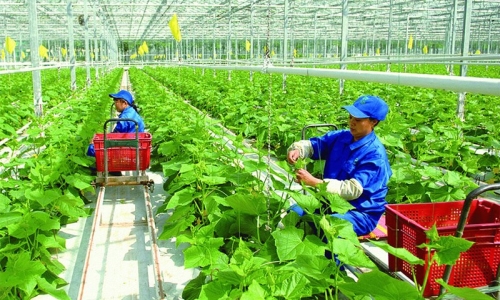 Chủ trương phát triển nông nghiệp xanh bền vững tại Việt Nam