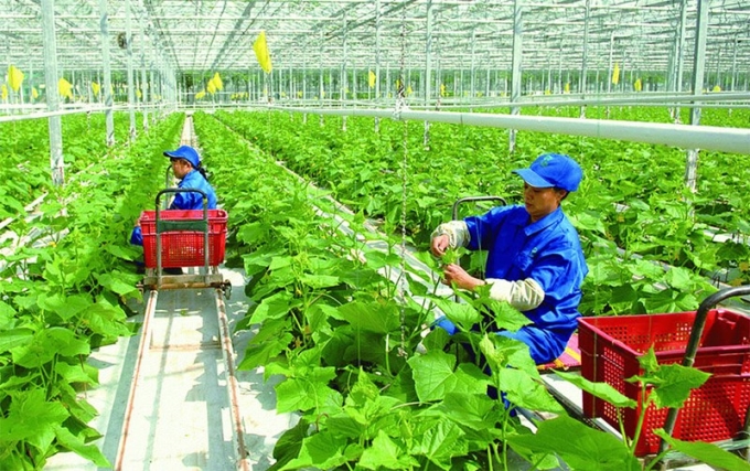 Tại Việt Nam, nông nghiệp xanh được xác định là chủ trương quan trọng nhằm hướng đến một mô hình nông nghiệp tăng trưởng bền vững gắn với bảo vệ môi trường.