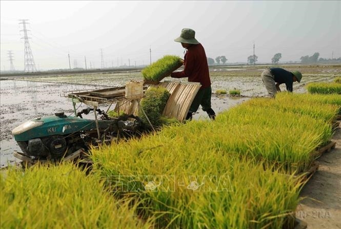 Hà Nội đang rút ngắn khoảng cách tụt hậu, thúc đẩy tăng trưởng kinh tế, đẩy nhanh quá trình công nghiệp hóa, hiện đại hóa Thủ đô và cũng là điều kiện để Hà Nội hội nhập kinh tế quốc tế. Trong ảnh: Nông dân chuẩn bị mạ để cấy bằng máy ở khu vực thị trấn Quốc Oai, huyện Quốc Oai (Hà Nội).