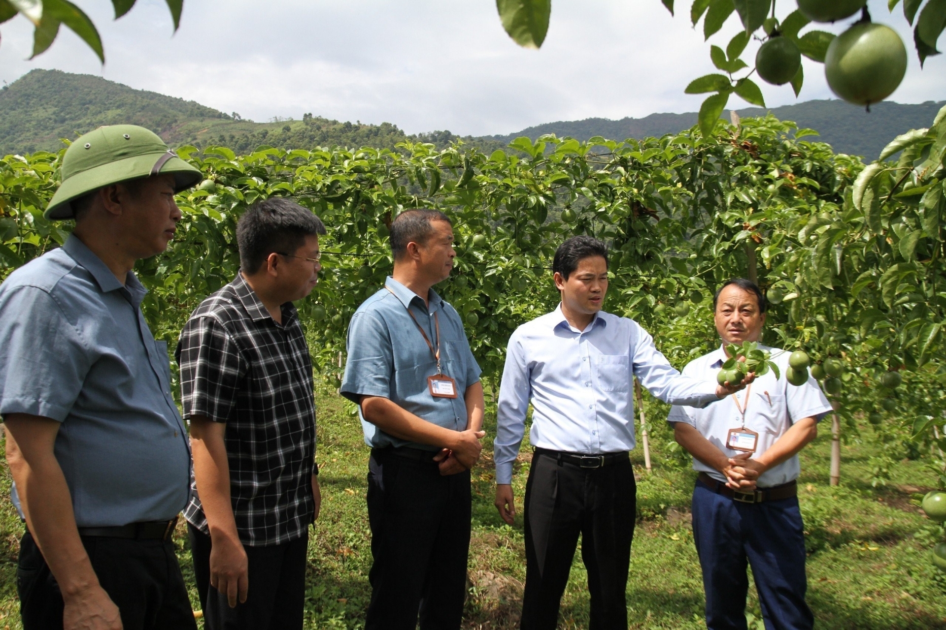 Lãnh đạo Tỉnh ủy Lai Châu thăm mô hình sản xuất nông nghiệp tại huyện Than Uyên, tỉnh Lai Châu_Ảnh: TTXVN