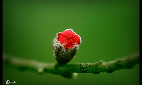 Xin Xuân một nụ