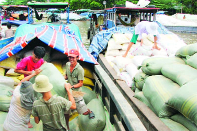 Thu mua lúa gạo tại Đồng bằng sông Cửu Long.